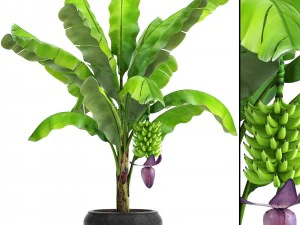 palma di banana con frutto di banana Modello 3D