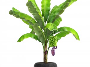 banana palm with banana fruit 3D Model