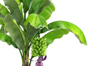 banana palm with banana fruit 3D Model