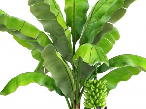 banana palm with banana fruit 3D Model