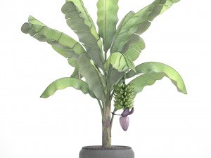 banana palm with banana fruit 3D Model