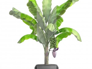 banana palm with banana fruit 3D Model