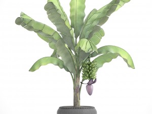 banana palm with banana fruit 3D Model