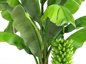 banana palm with banana fruit 3D Model