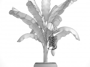 banana palm with banana fruit 3D Model
