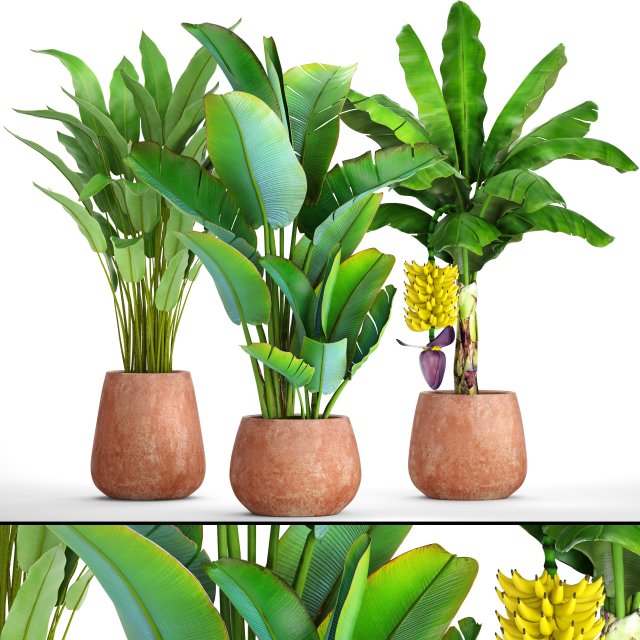 collection of plants banana Modelo 3D .c4d .max .obj .3ds .fbx .stl .blend 