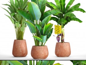 collection of plants banana 3D Model