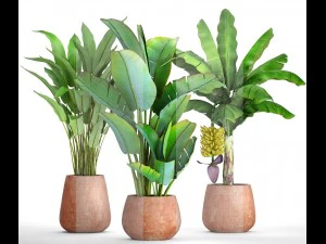collection of plants banana 3D Model