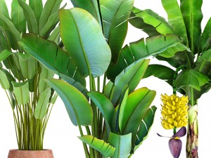collection of plants banana Modelo 3D