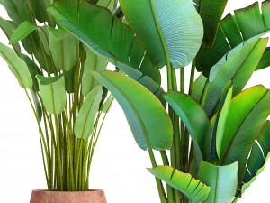 collection of plants banana Modelo 3D