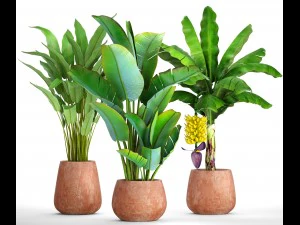 collection of plants banana 3D Model