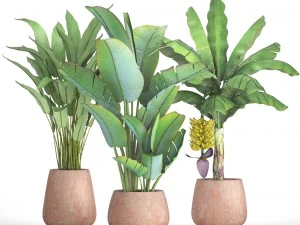 collection of plants banana 3D Model