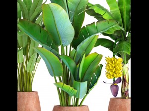 collection of plants banana Modelo 3D