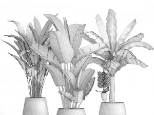collection of plants banana 3D Model