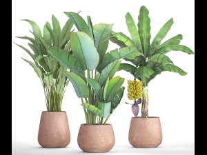 collection of plants banana Modelo 3D