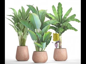 collection of plants banana 3D Model
