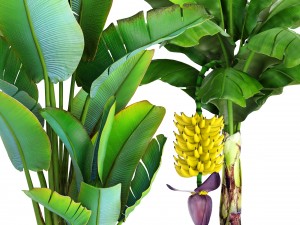 collection of plants banana Modelo 3D