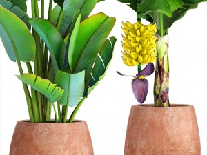 collection of plants banana Modelo 3D