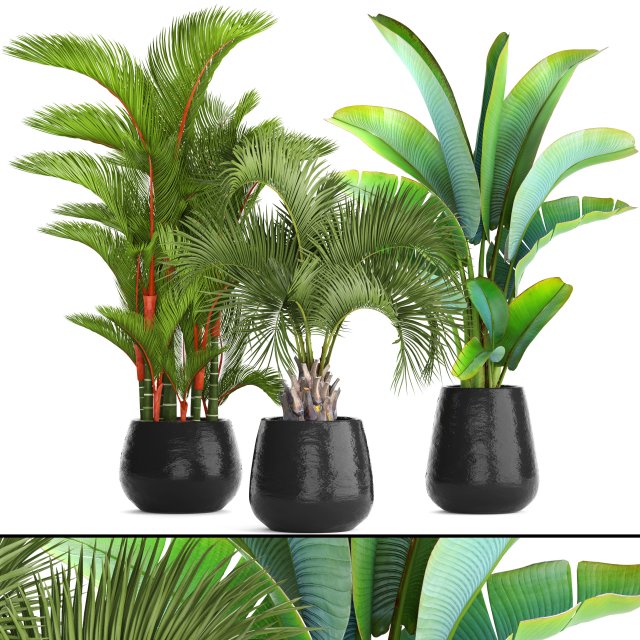 collection of plants palms 3D Model .c4d .max .obj .3ds .fbx .stl .blend 