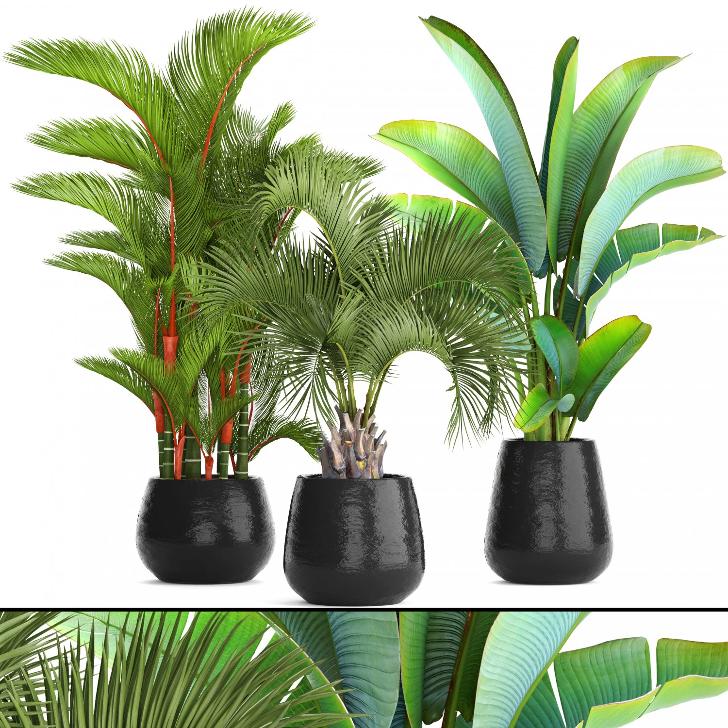 collection of plants palms 3D Model .c4d .max .obj .3ds .fbx .stl .blend