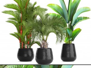 collection of plants palms 3D Model