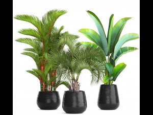 collection of plants palms 3D Model