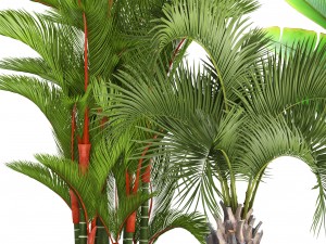 collection of plants palms 3D Model