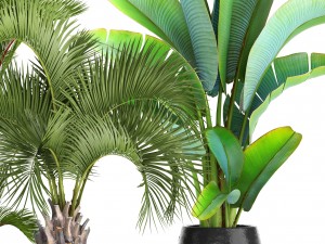 collection of plants palms 3D Model