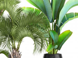 collection of plants palms 3D Model
