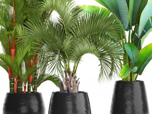 collection of plants palms 3D Model