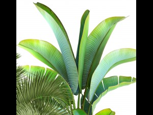 collection of plants palms 3D Model