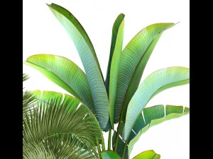 collection of plants palms 3D Model
