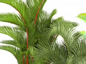 collection of plants palms 3D Model