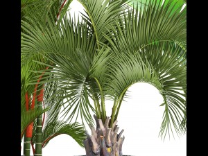 collection of plants palms 3D Model