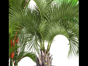 collection of plants palms 3D Model