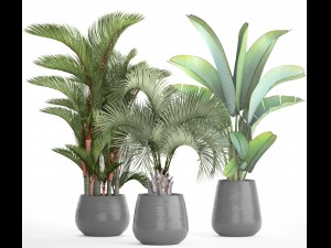collection of plants palms 3D Model