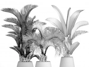 collection of plants palms 3D Model