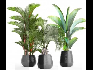 collection of plants palms 3D Model
