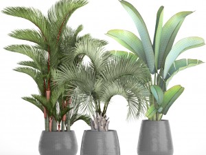 collection of plants palms 3D Model