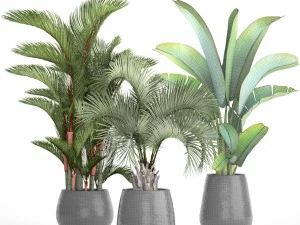 collection of plants palms 3D Model
