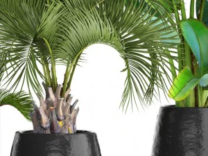 collection of plants palms 3D Model