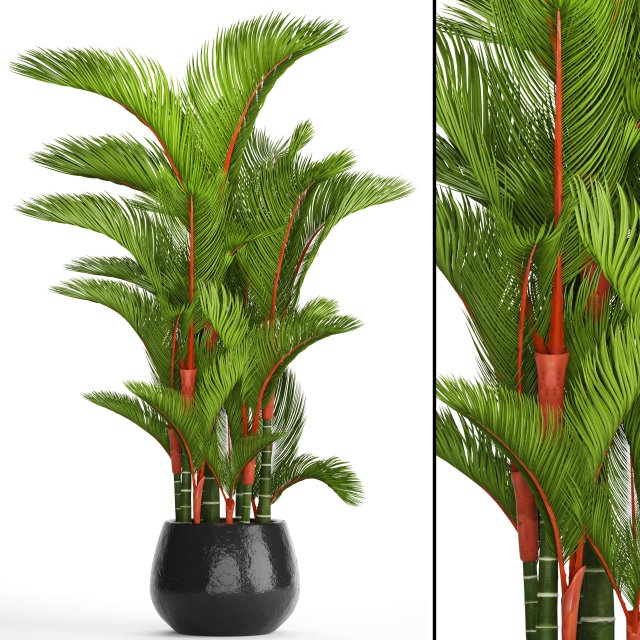 cyrtostachys renda 3D Model .c4d .max .obj .3ds .fbx .stl .blend 