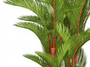 cyrtostachys renda 3D Model