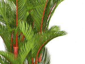 cyrtostachys renda 3D Model