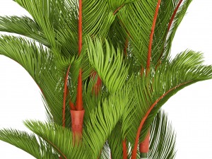 cyrtostachys renda 3D Model
