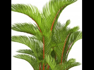 cyrtostachys renda 3D Model