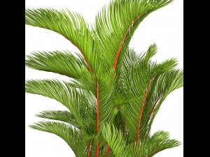 cyrtostachys renda 3D Model