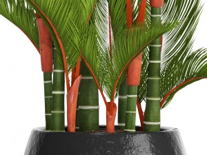 cyrtostachys renda 3D Model