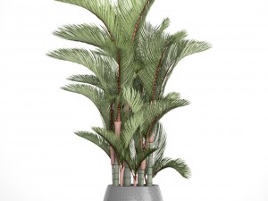cyrtostachys renda 3D Model
