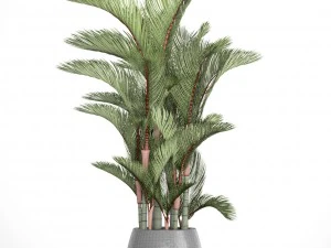 cyrtostachys renda 3D Model